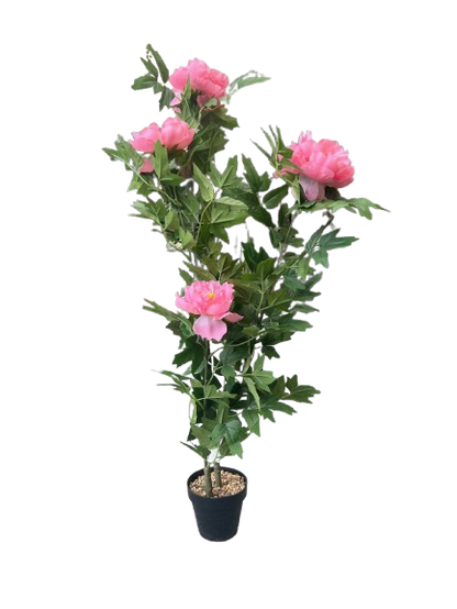 PIVOINE ROSE